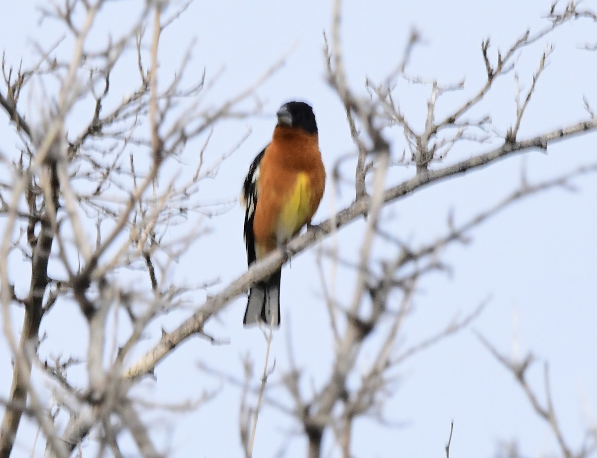 Black-headed Grosbeak - ML575756501