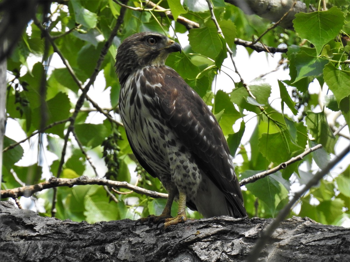 Broad-winged Hawk - Chipper Phillips