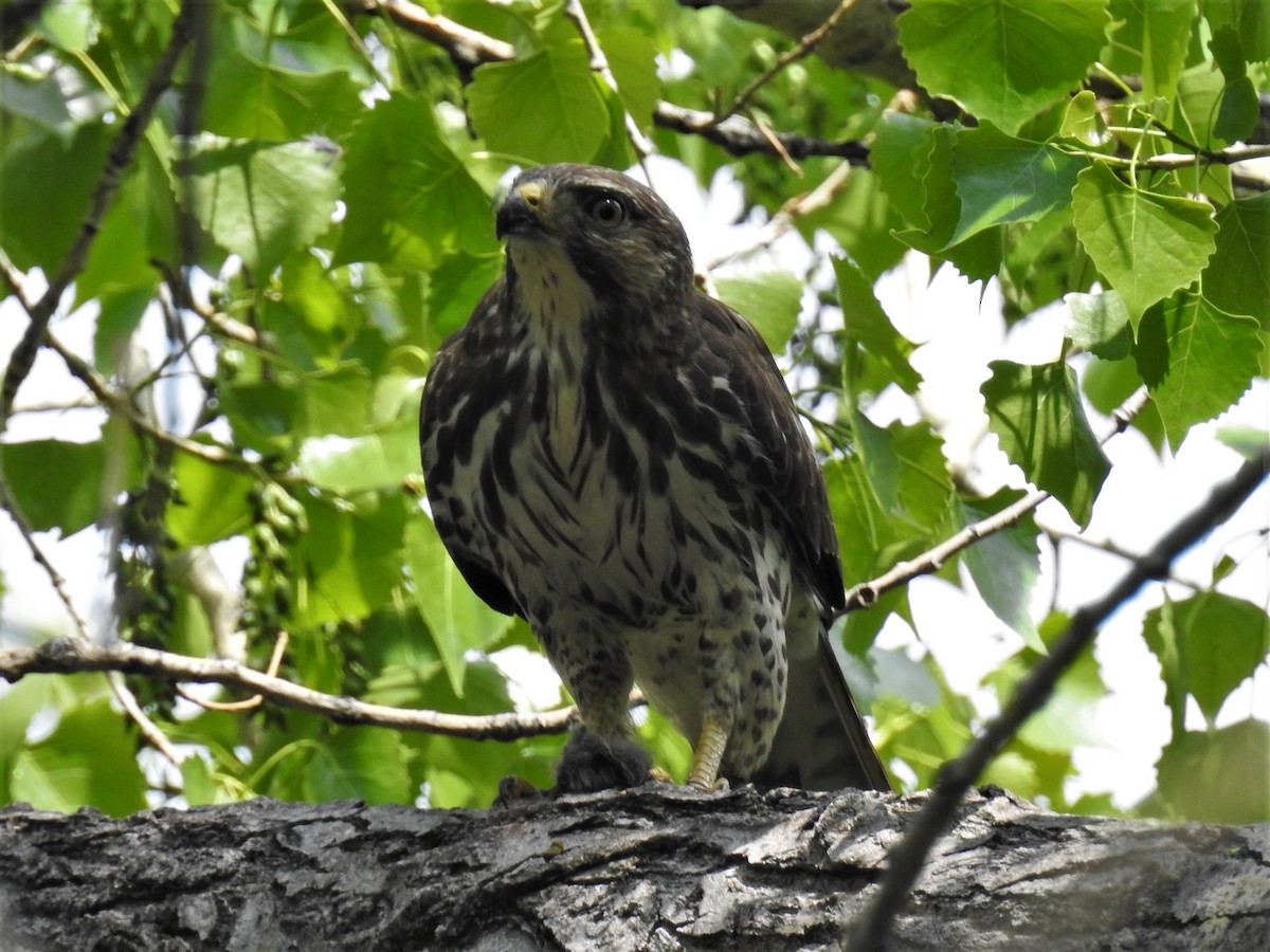 Broad-winged Hawk - ML575757051