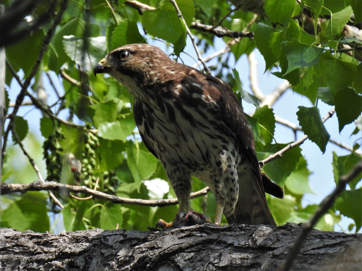 Broad-winged Hawk - ML575757061