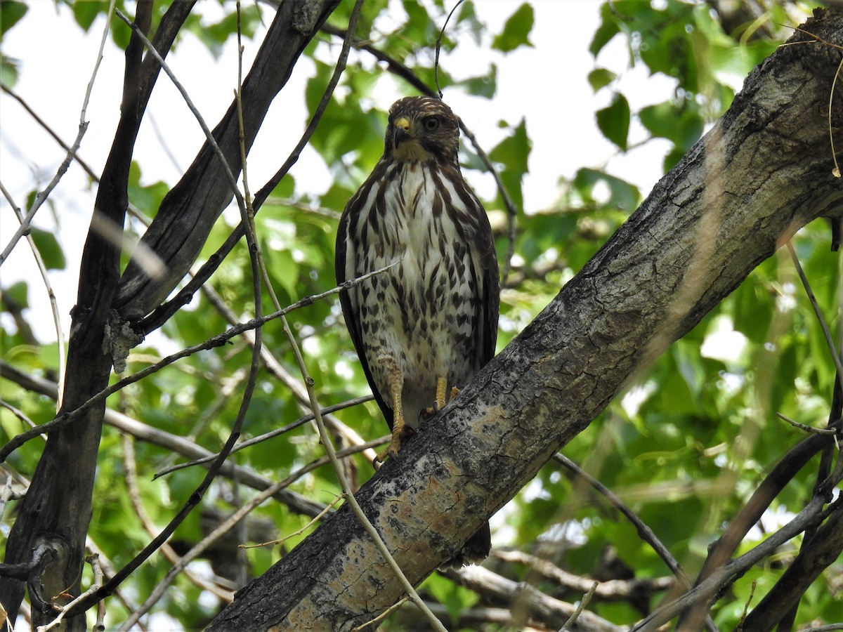 Broad-winged Hawk - ML575757071