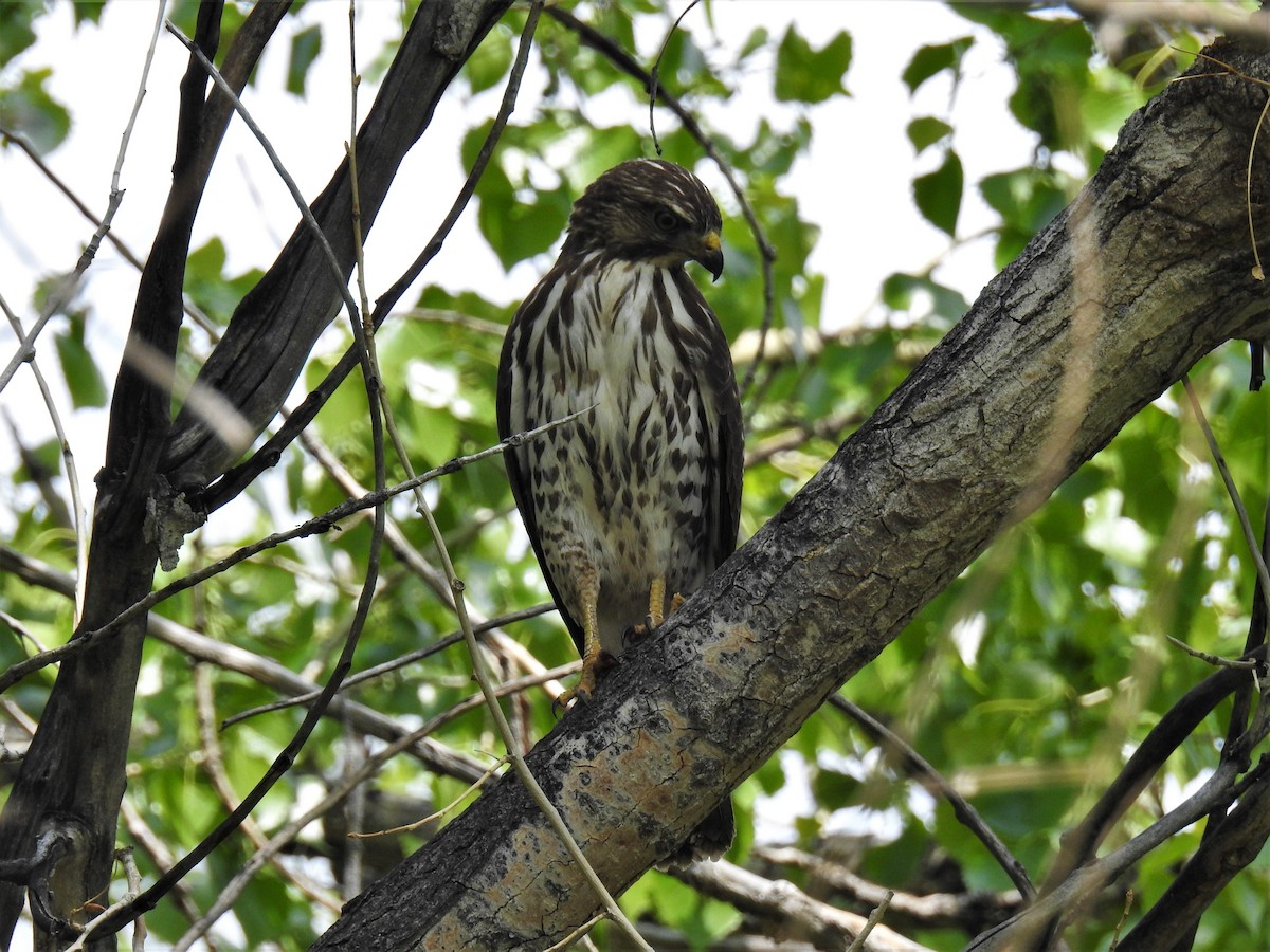 Broad-winged Hawk - ML575757091