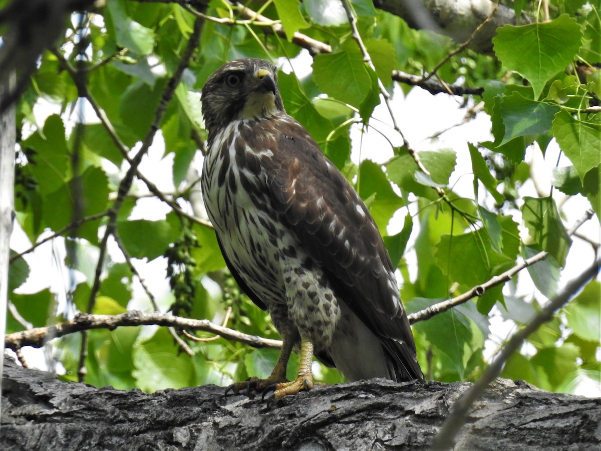 Broad-winged Hawk - ML575757101