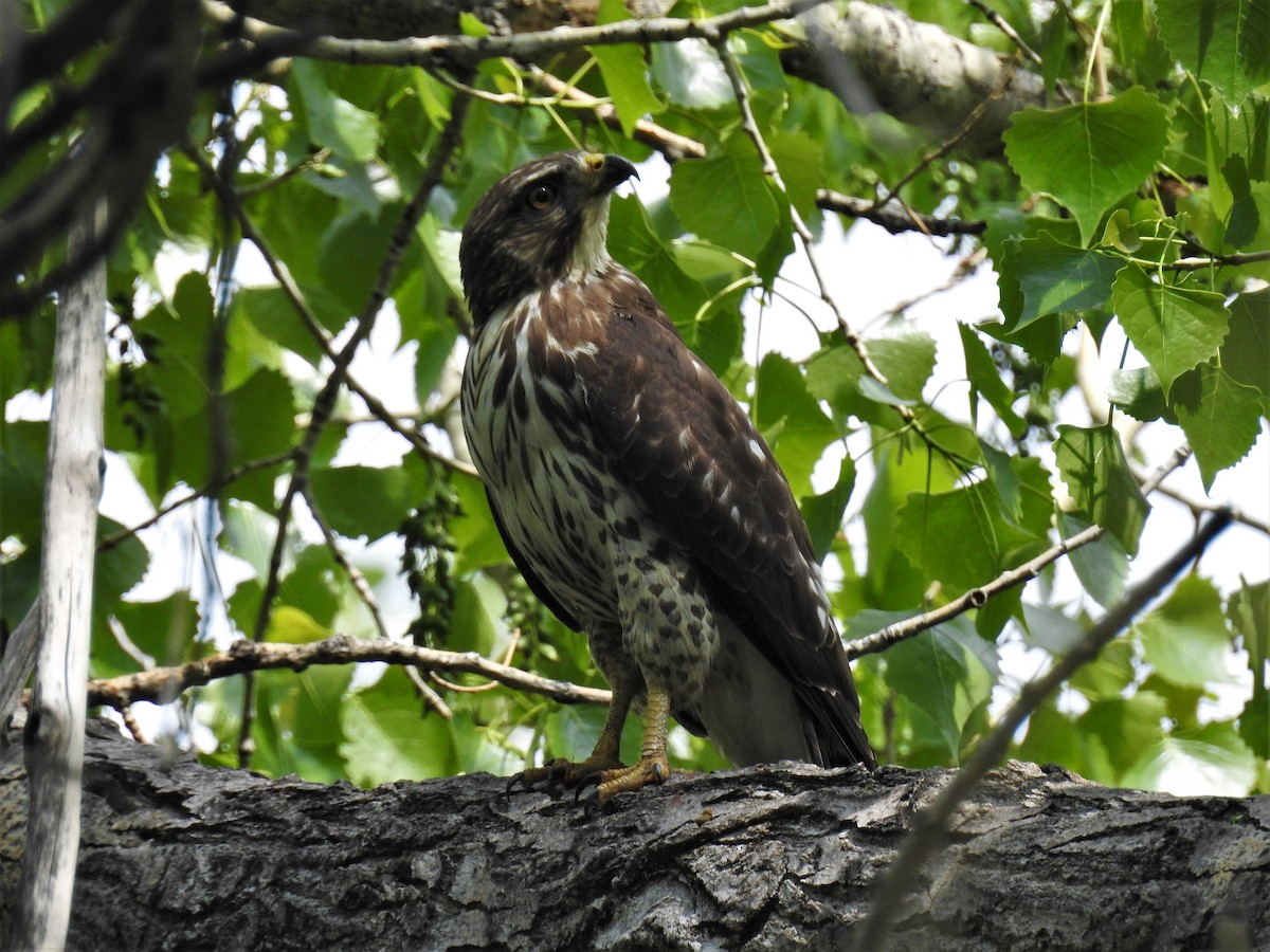 Breitflügelbussard - ML575757111