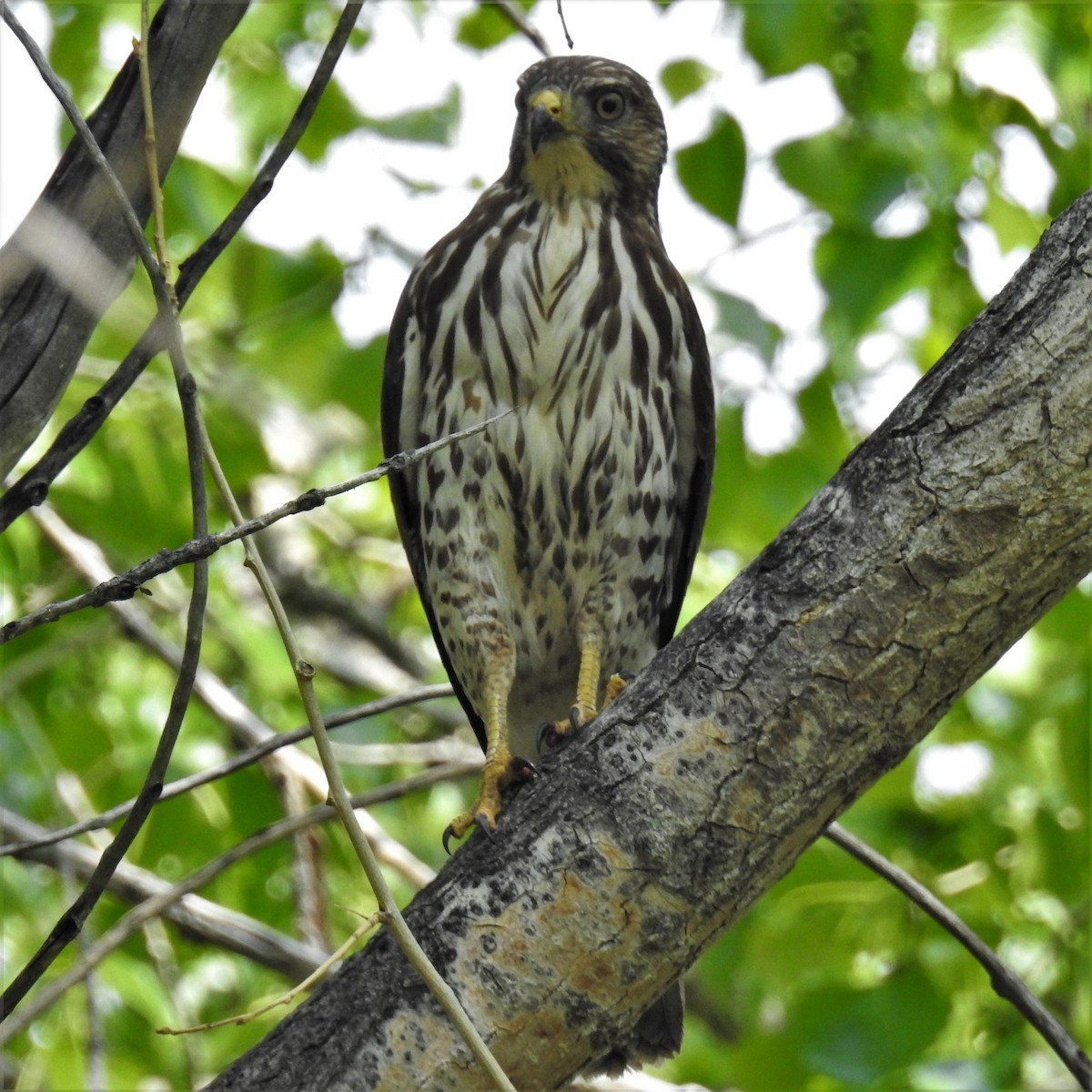 Broad-winged Hawk - ML575757191