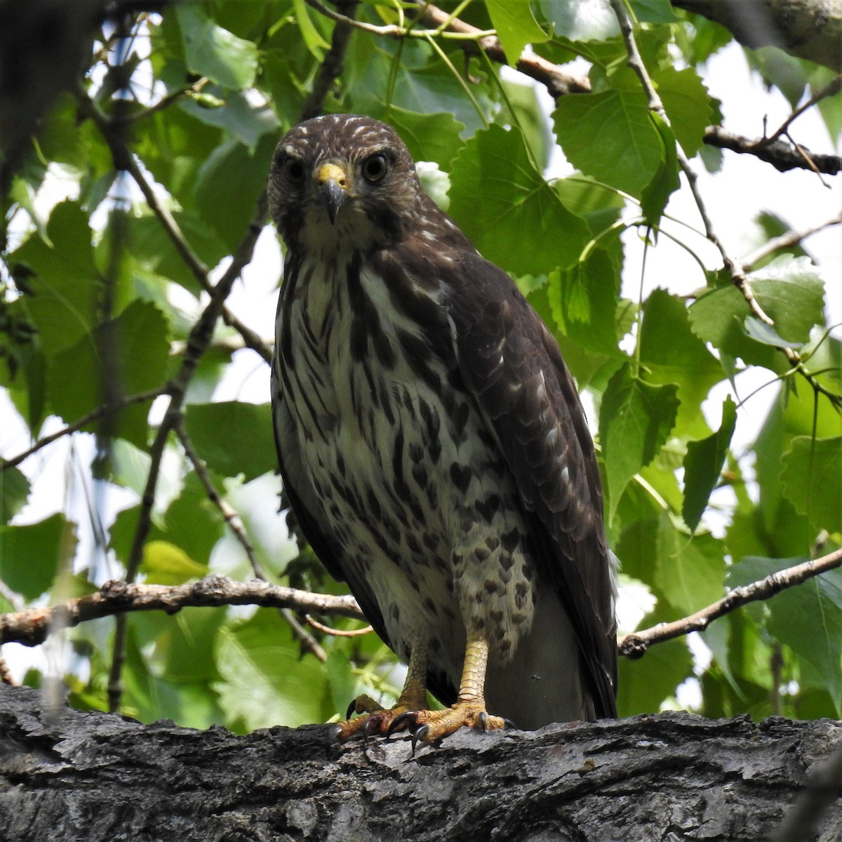 Broad-winged Hawk - ML575757201