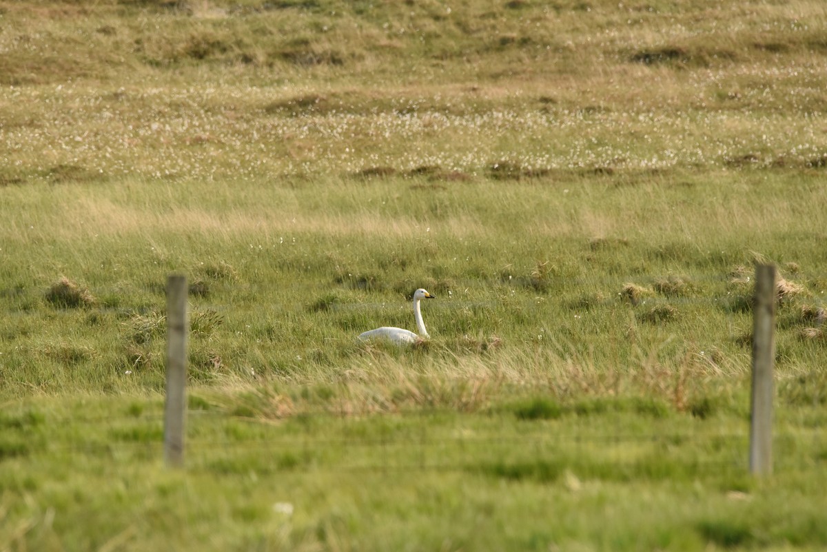 Cygne chanteur - ML575757591