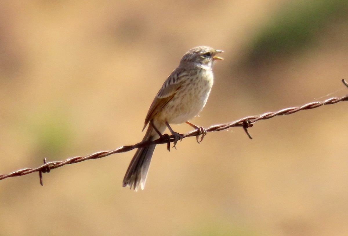 Bell's Sparrow - ML575758261