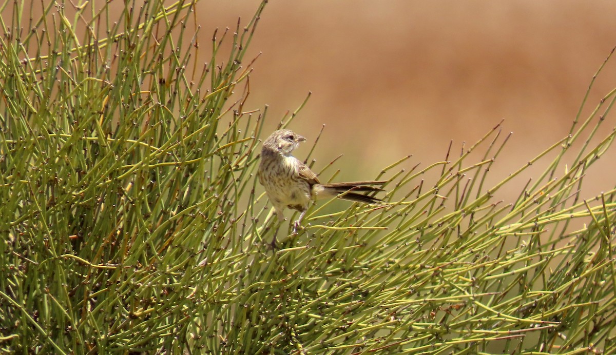 Bell's Sparrow - ML575758271