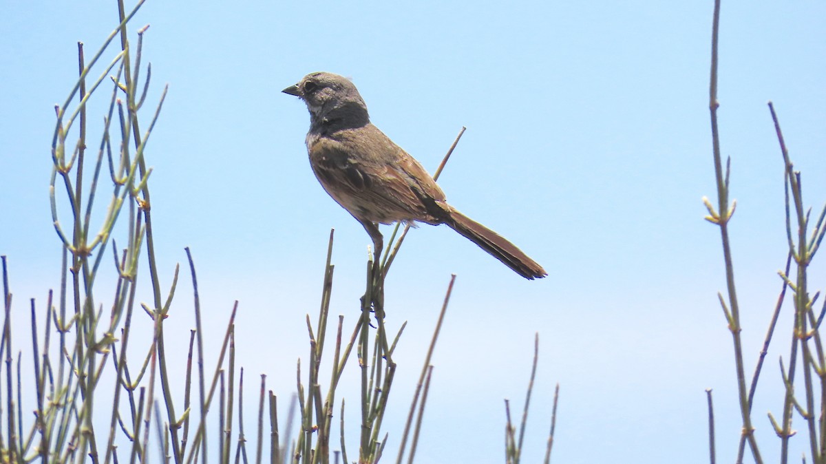 Bell's Sparrow - ML575758281