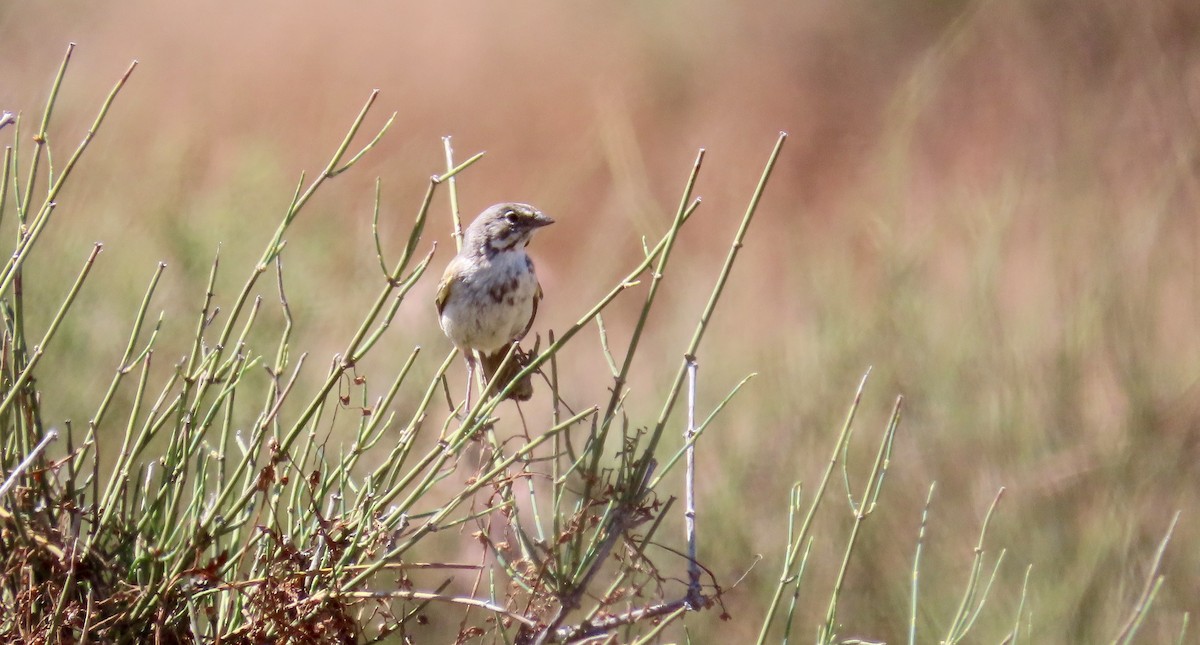 Bell's Sparrow - ML575758321