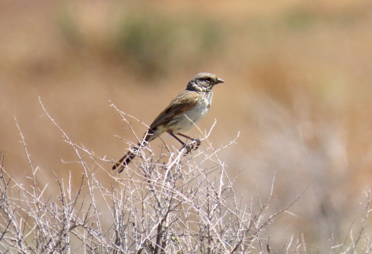 Bell's Sparrow - ML575758331