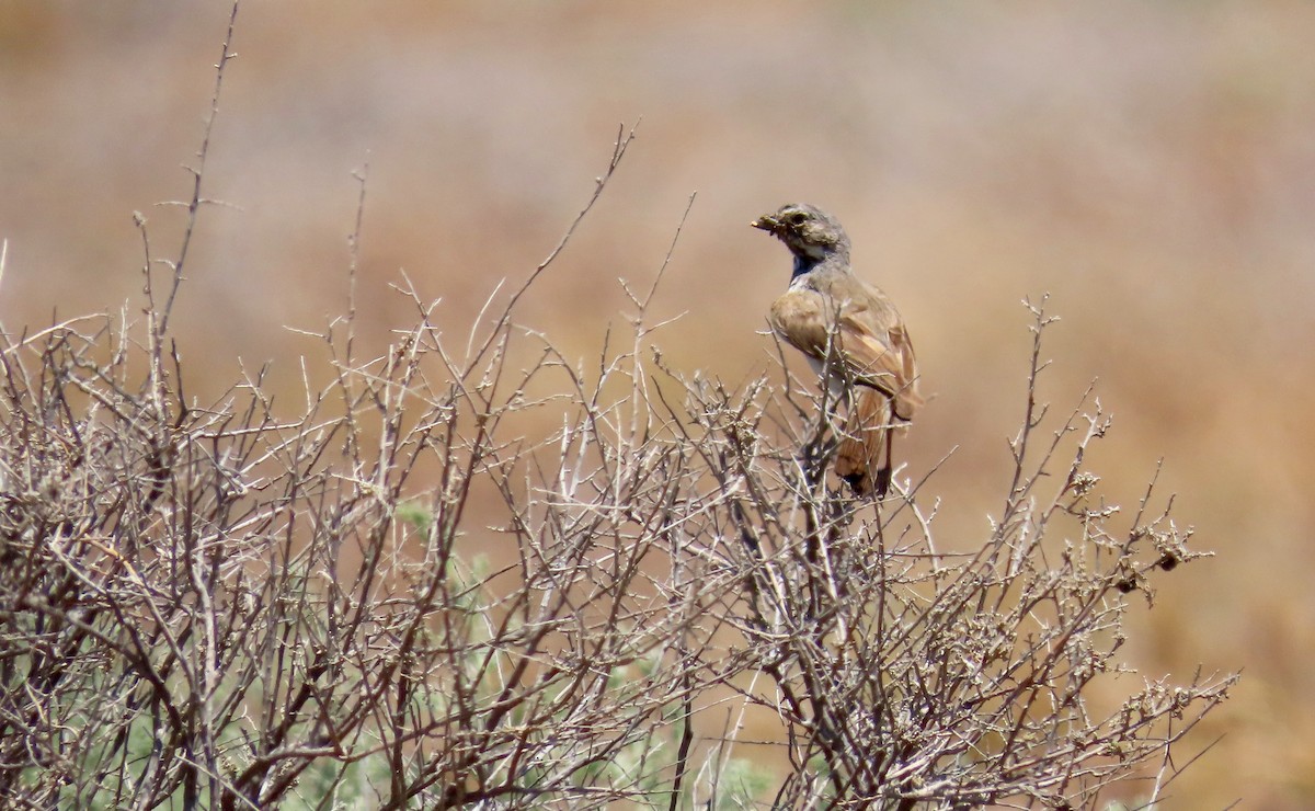 Bell's Sparrow - ML575758341