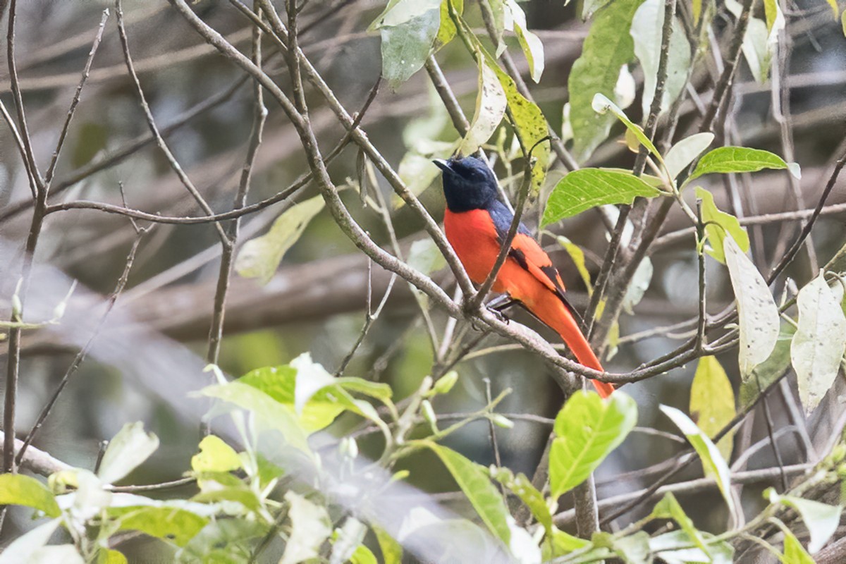 Scarlet Minivet (Scarlet) - ML575758671