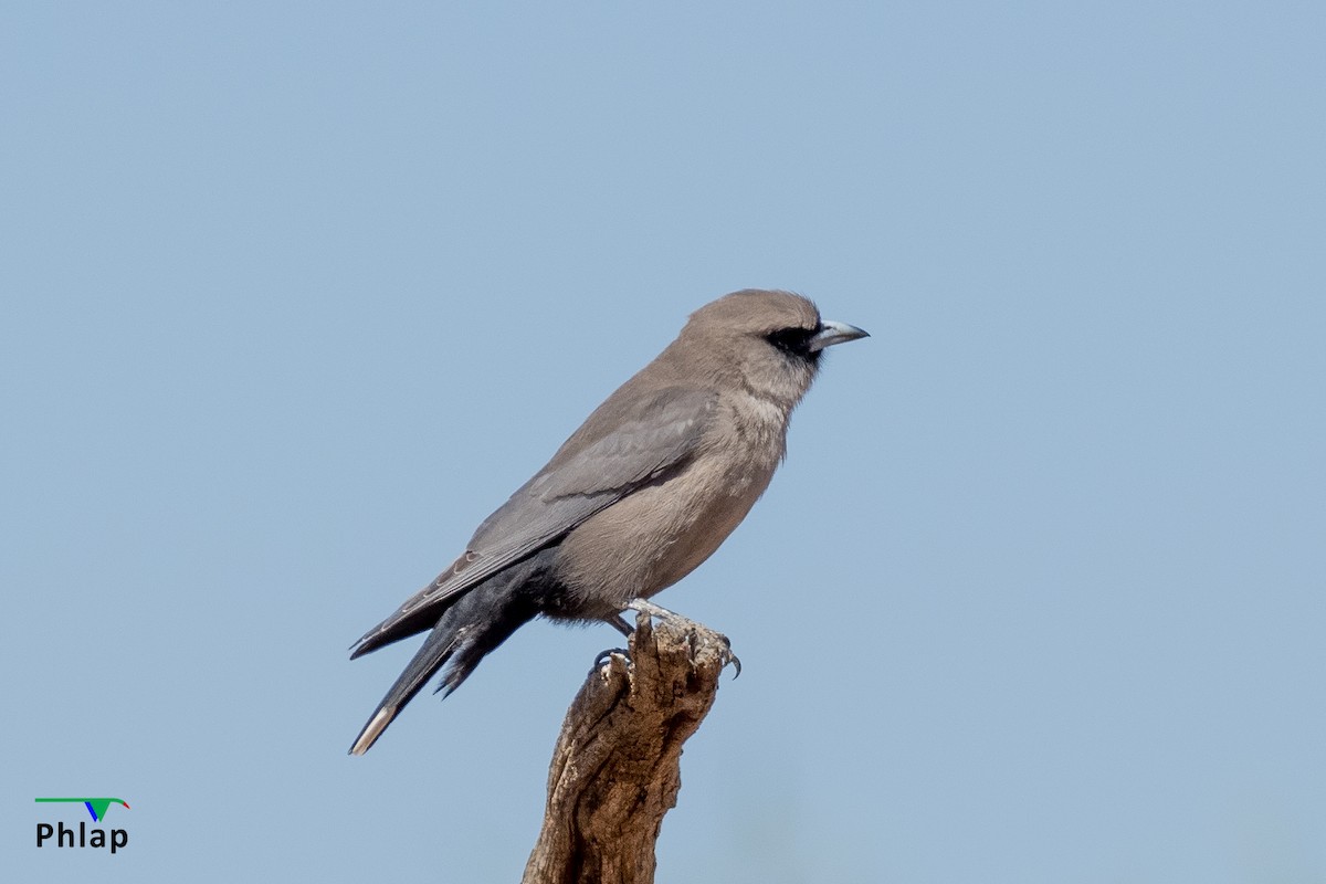 Black-faced Woodswallow - ML575759961