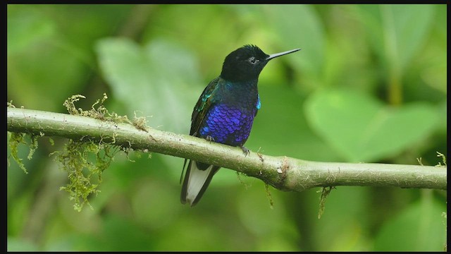 kolibřík hyacintový - ML575761031