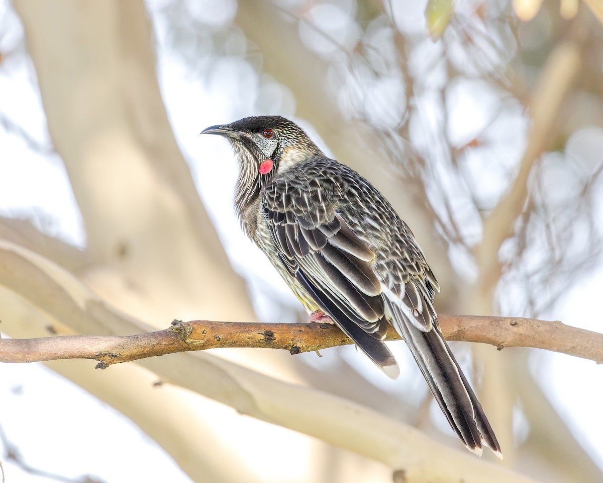 Red Wattlebird - Ben Johns