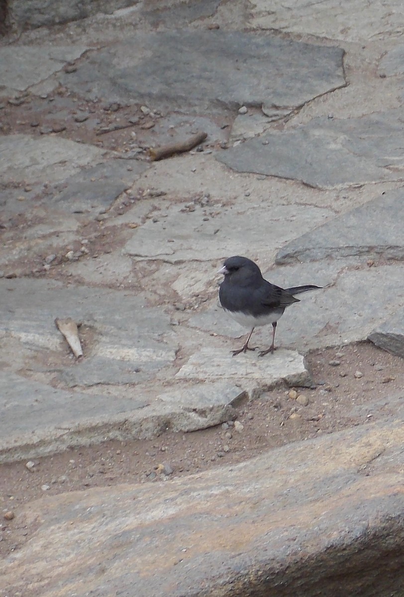 Dark-eyed Junco - ML575761301