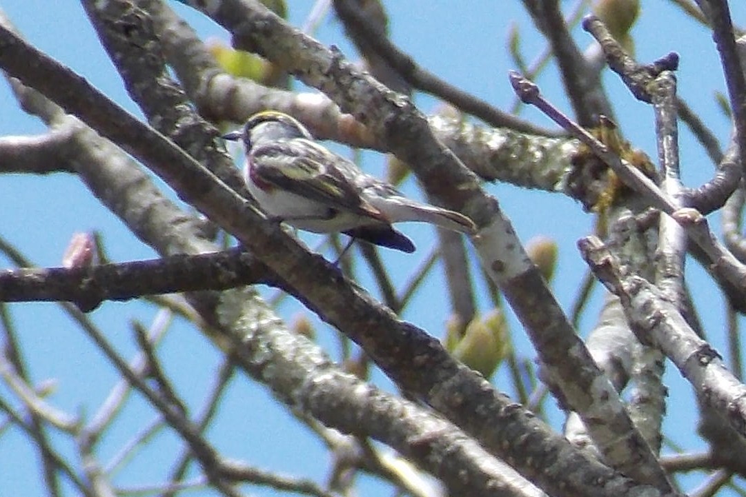 Chestnut-sided Warbler - ML575761531