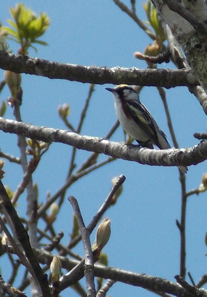 Chestnut-sided Warbler - ML575761541