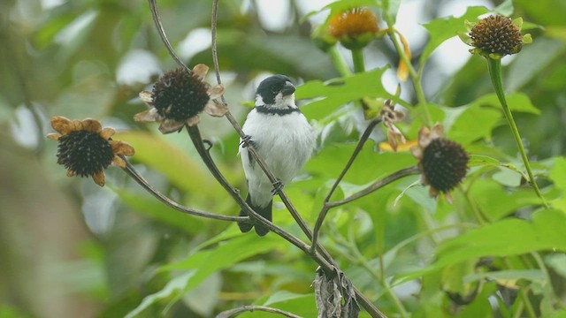 Variable Seedeater - ML575761661