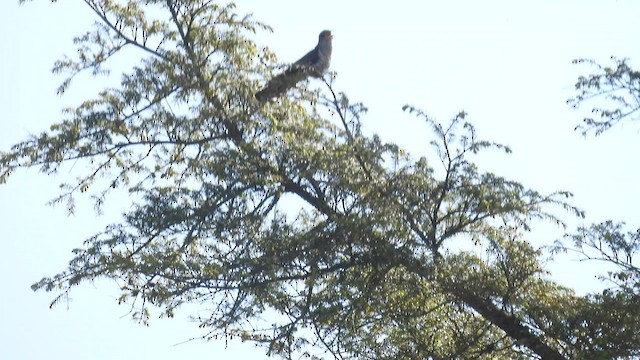 Lesser Cuckoo - ML575761871