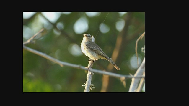 Tumbes Tyrannulet - ML575762961