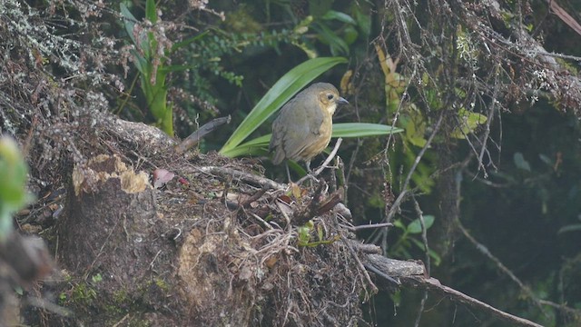 Tawny Antpitta - ML575763621