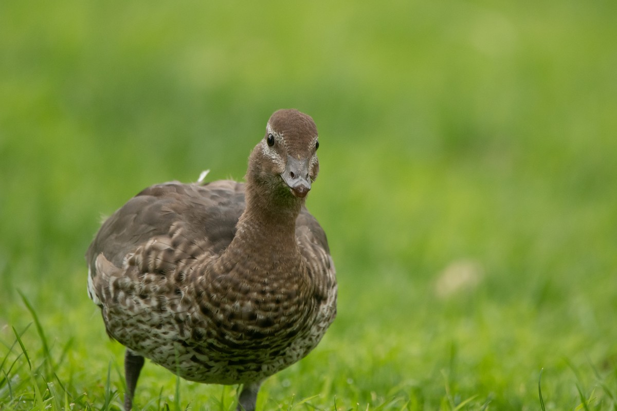 Canard à crinière - ML575764011