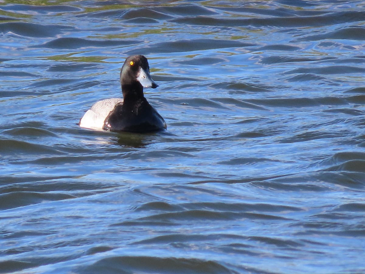 Greater Scaup - ML575765491