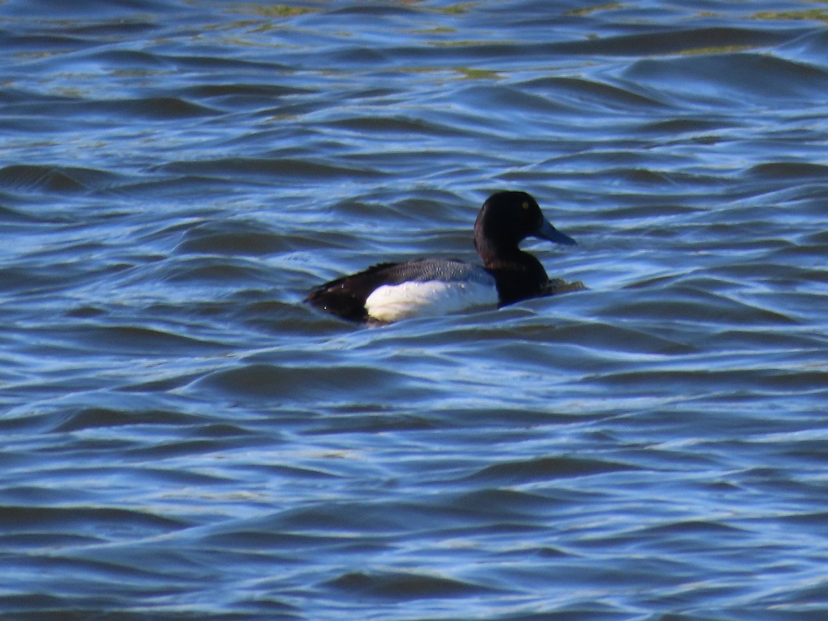 Greater Scaup - ML575765551