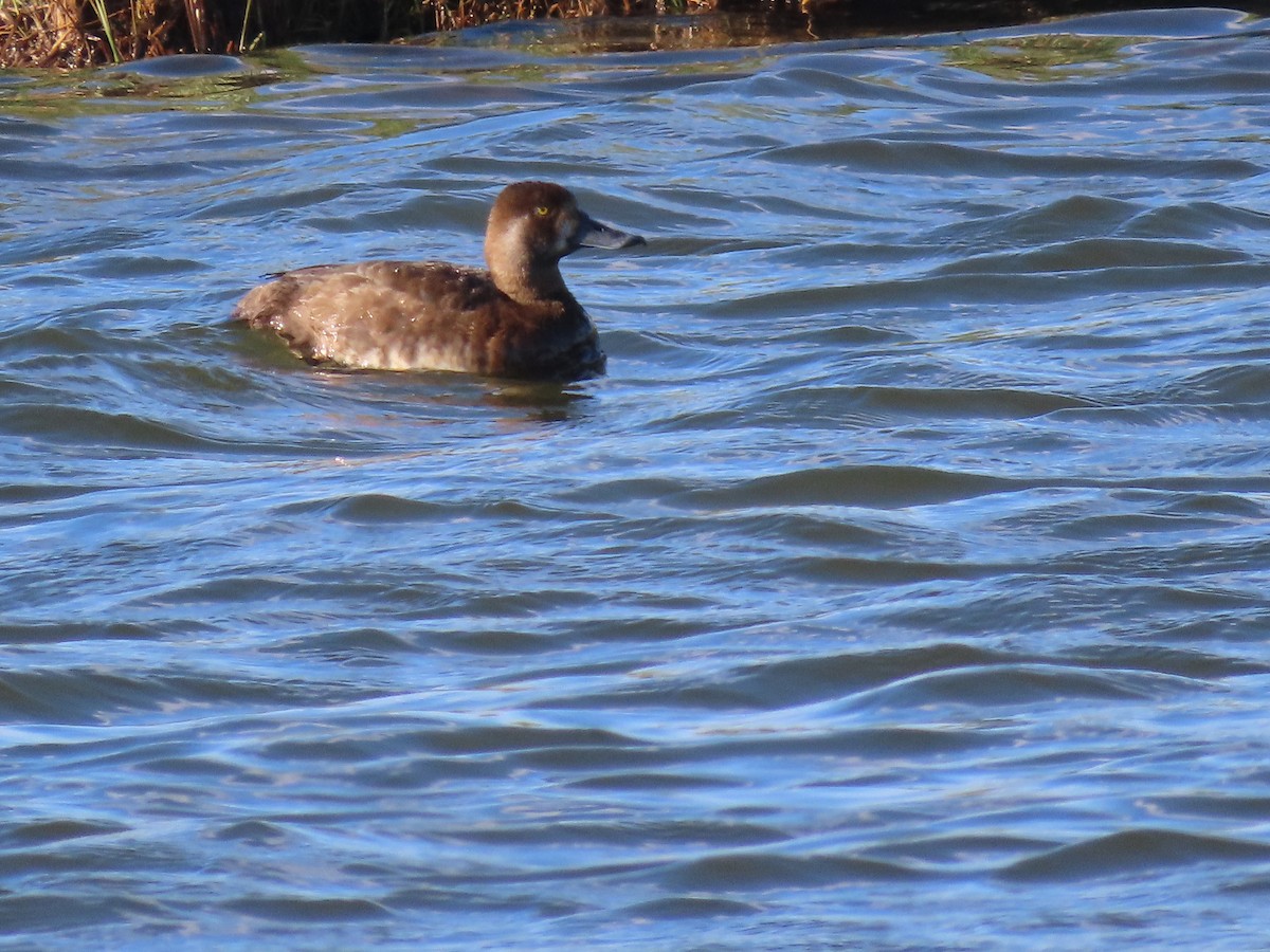 Greater Scaup - ML575765591