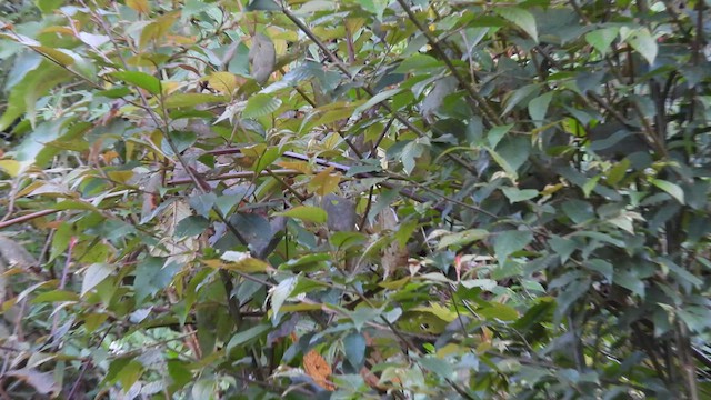 Mosquitero Carinegro - ML575765951