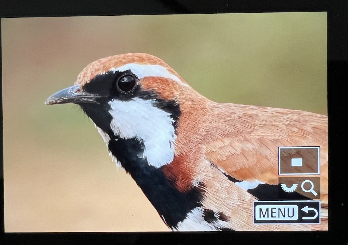 Nullarbor Quail-thrush - Laurie Ross | Tracks Birding & Photography Tours