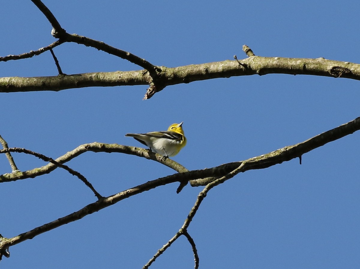 Pine Warbler - ML575769411