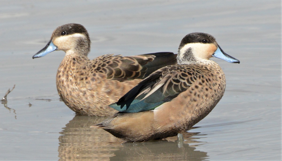 Blue-billed Teal - ML575769681