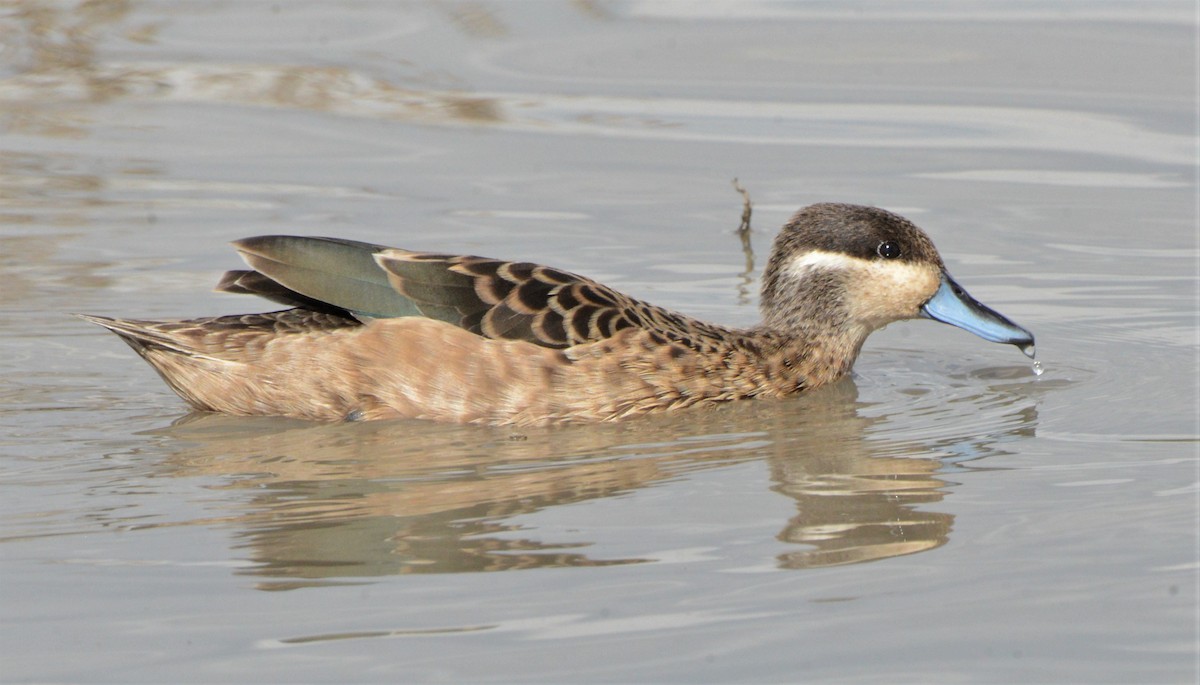 Blue-billed Teal - Bertina K