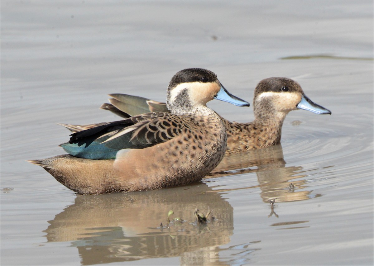 Blue-billed Teal - ML575769701