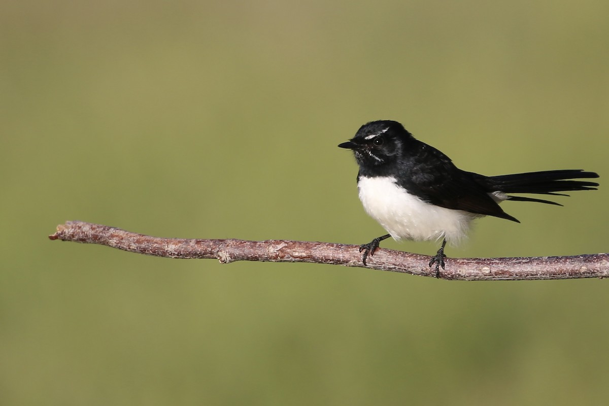 Willie-wagtail - ML575769881