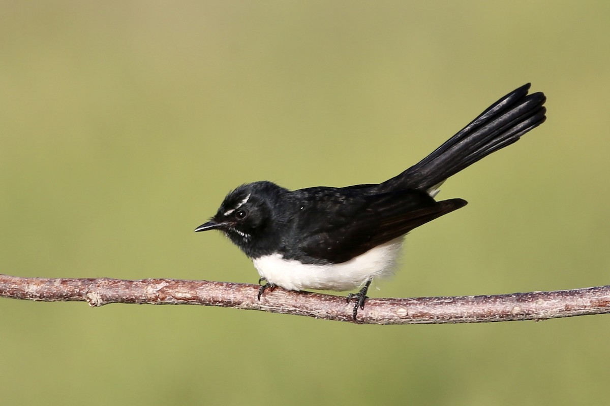 Willie-wagtail - ML575769891