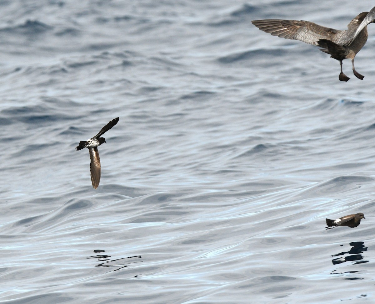 New Caledonian Storm-Petrel - ML575770401