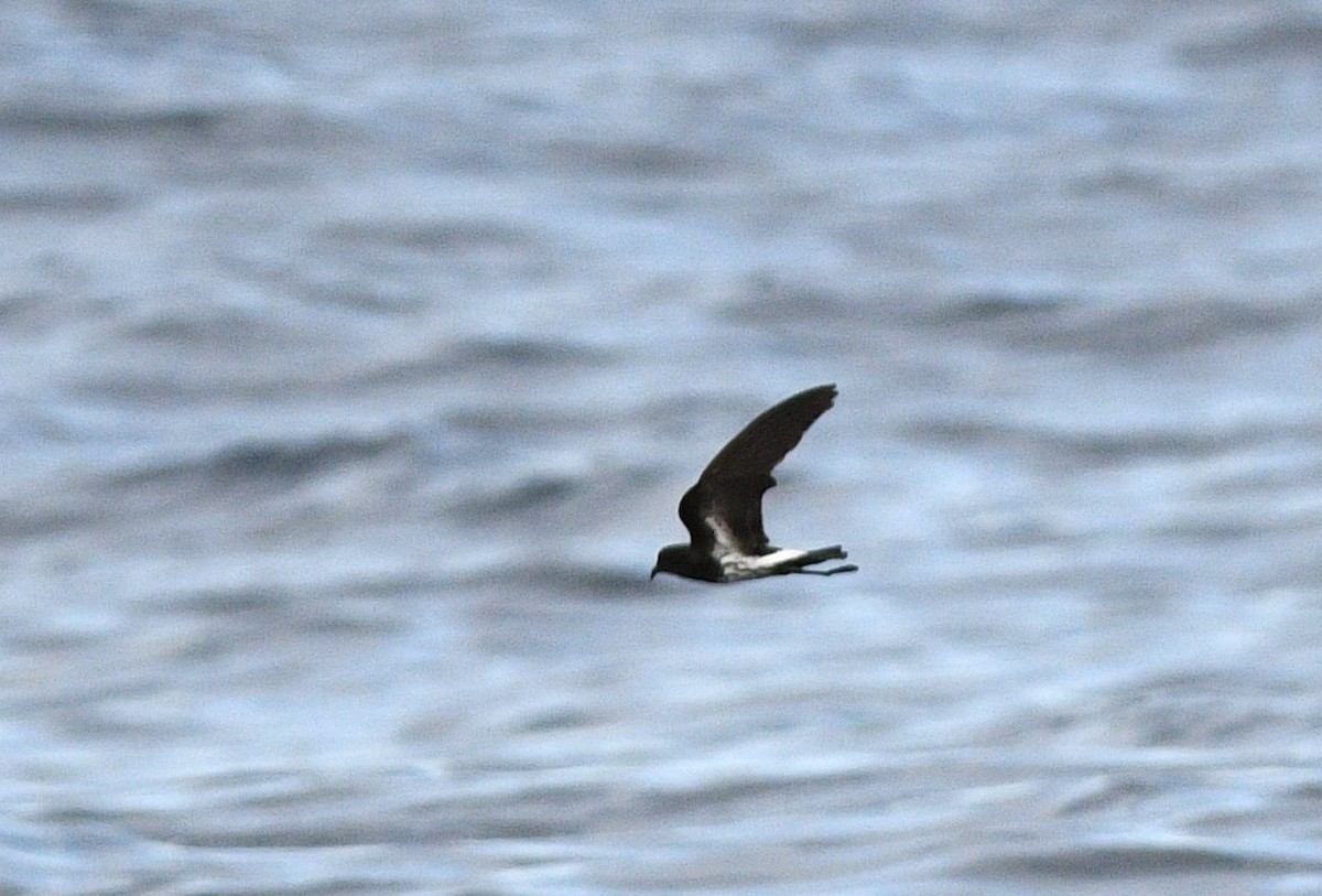 New Caledonian Storm-Petrel - ML575770451