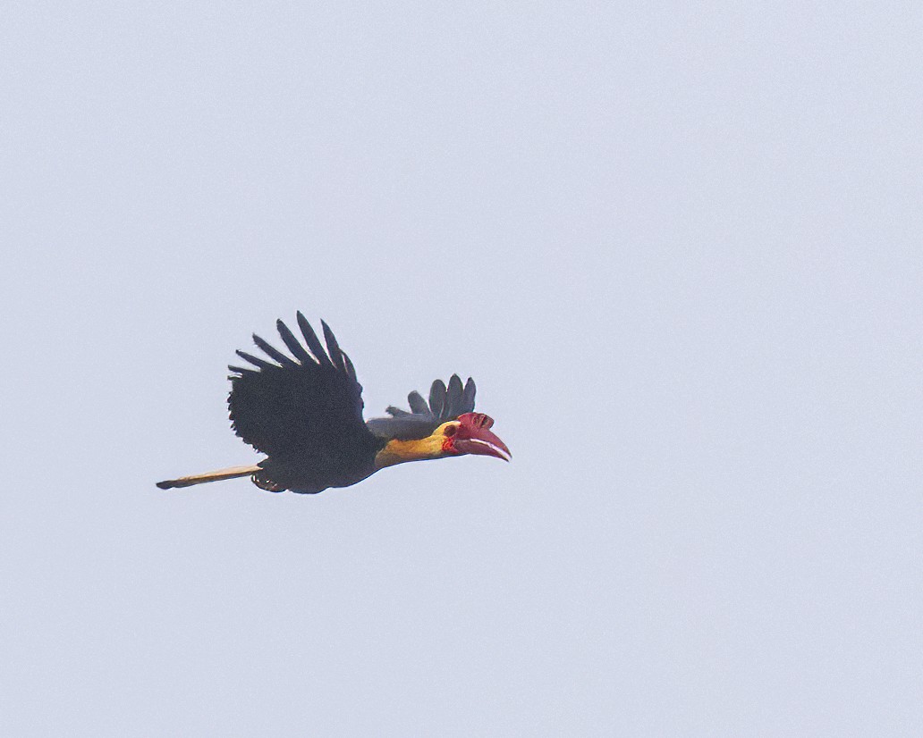 Writhed Hornbill - ML575770861