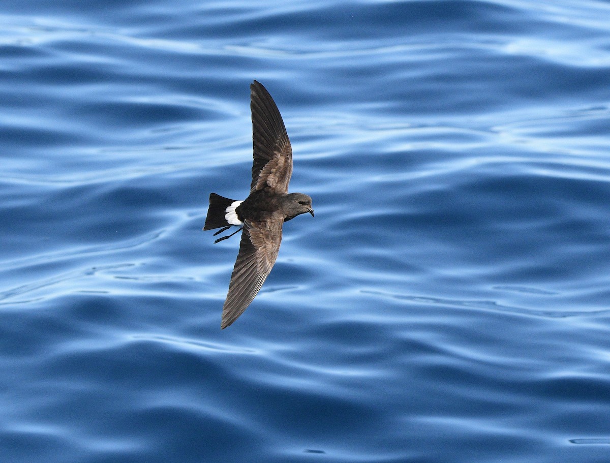 Wilson's Storm-Petrel - ML575771271