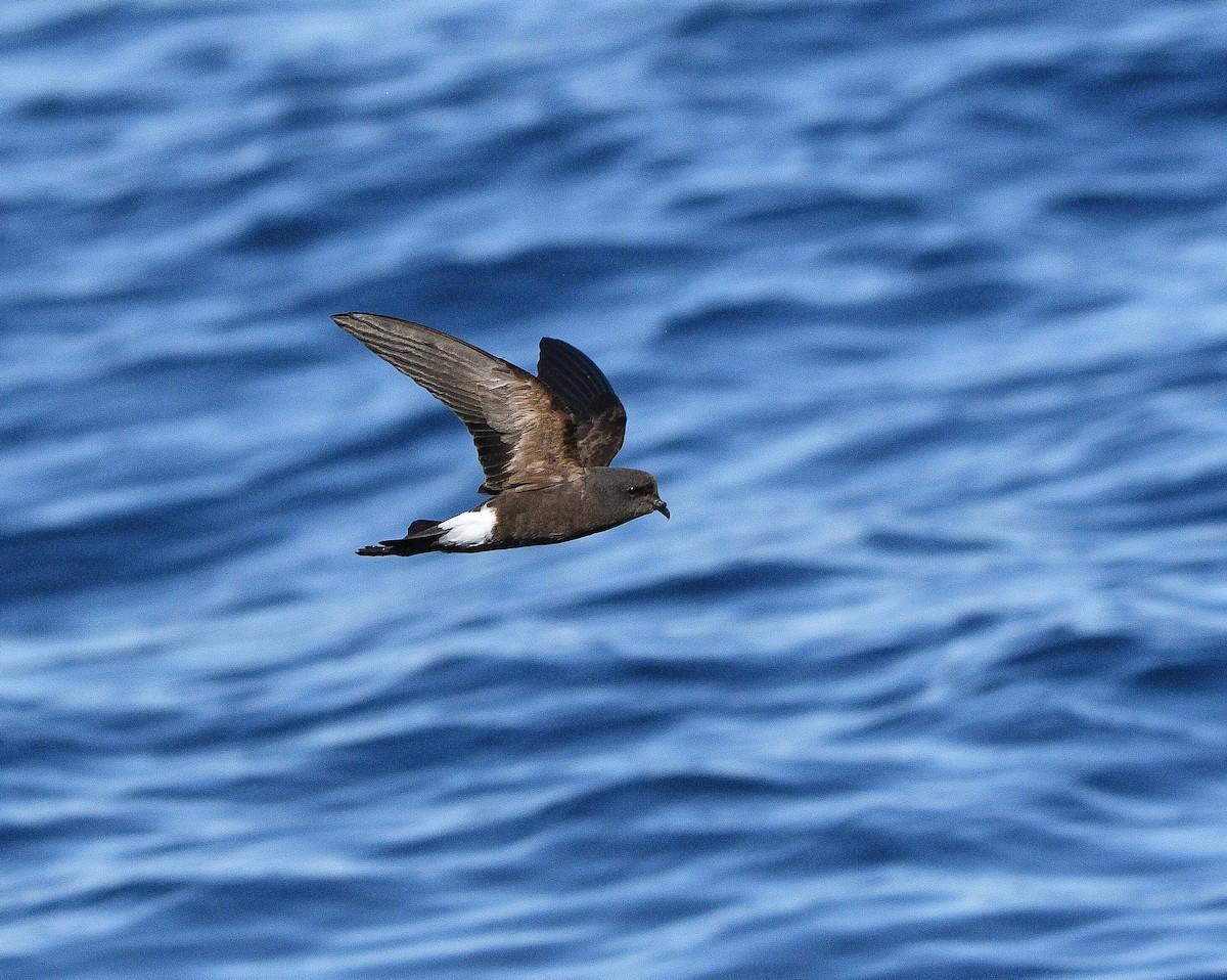 Wilson's Storm-Petrel - ML575771331