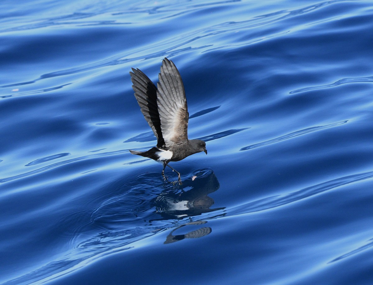 Wilson's Storm-Petrel - ML575771351