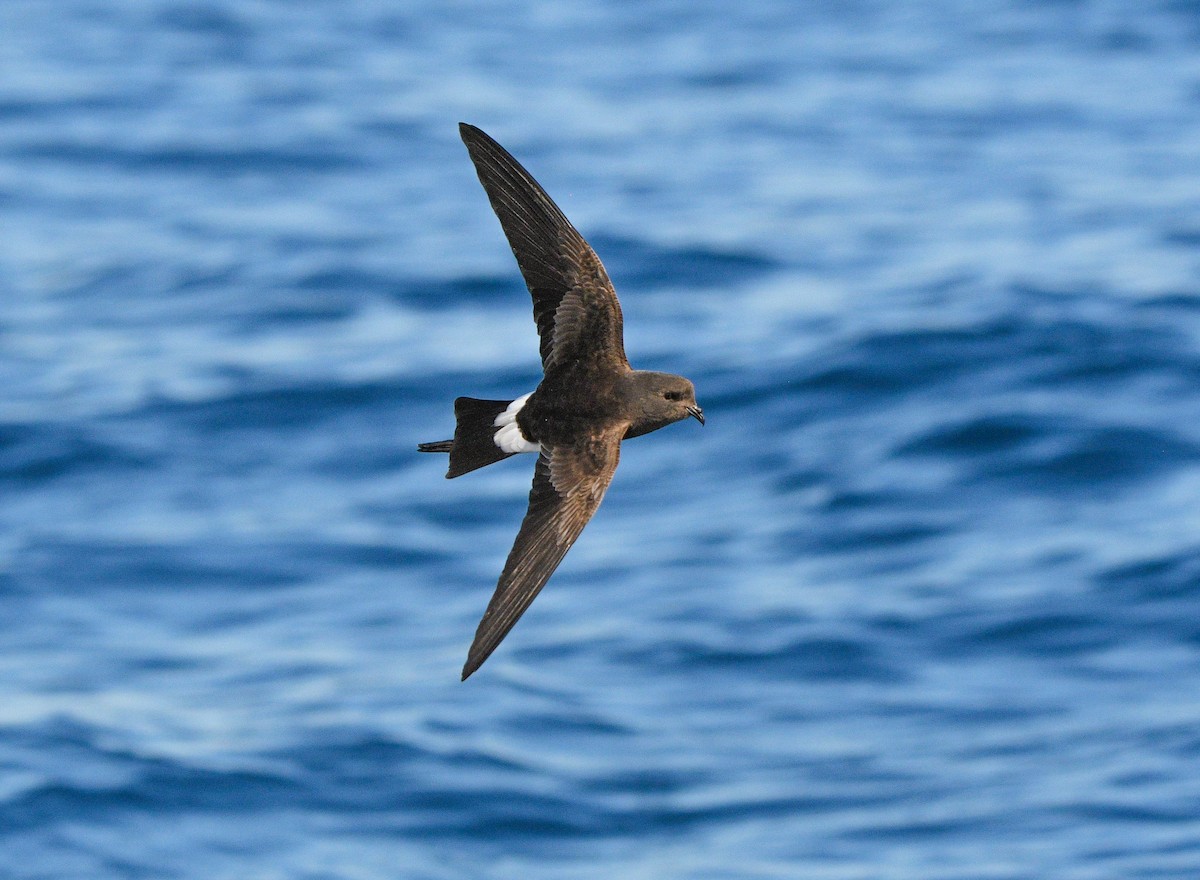 Wilson's Storm-Petrel - ML575771371