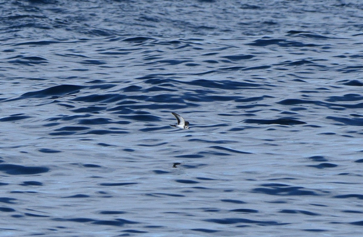 White-faced Storm-Petrel - Michael Daley