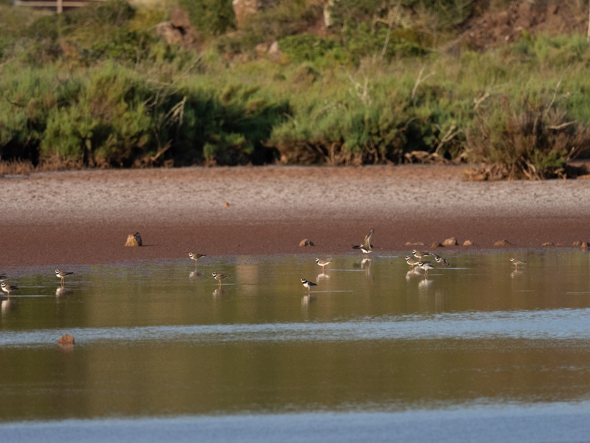 Common Ringed Plover - ML575771911