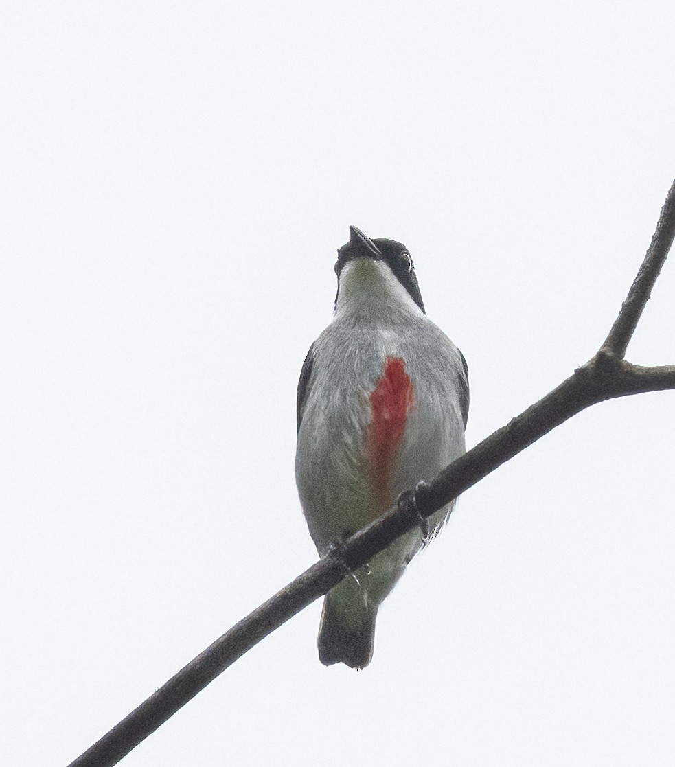 Red-keeled Flowerpecker - ML575772181